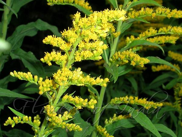 Common Goldenrod