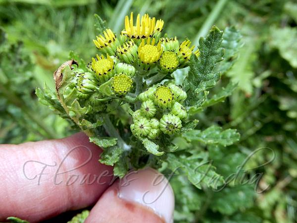 Common Groundsel