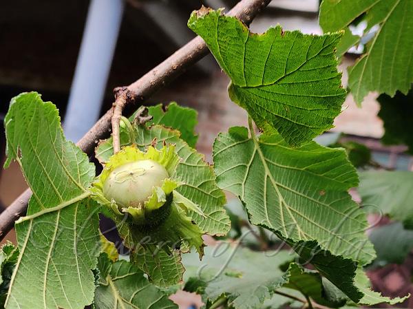 Common Hazel