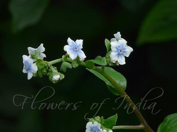 Common Hill Borage