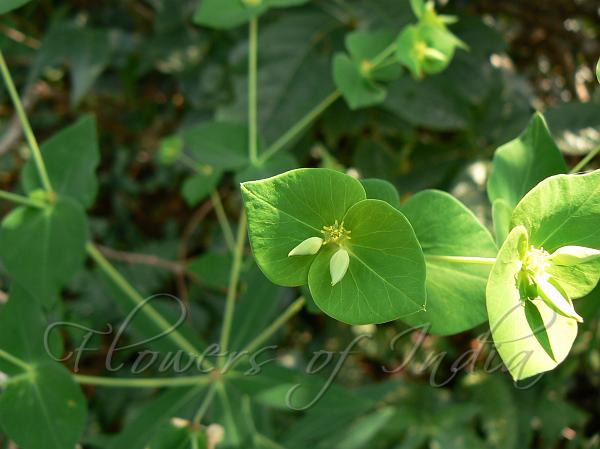 Common Hill Spurge