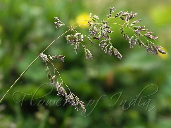 Common Meadow Grass