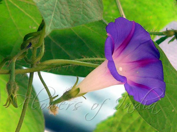 Common Morning Glory