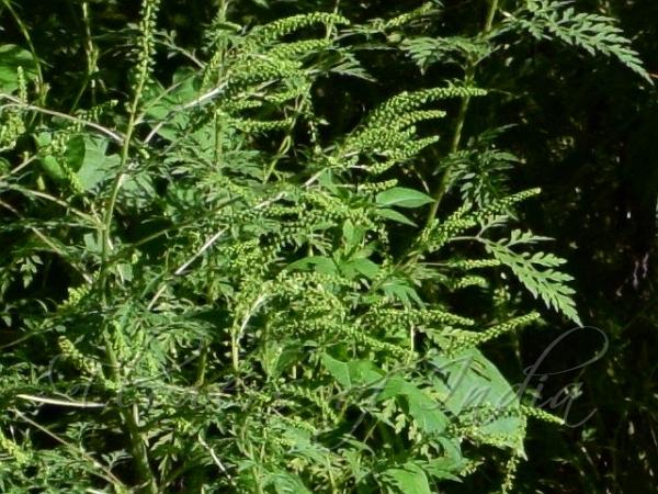 Common Ragweed