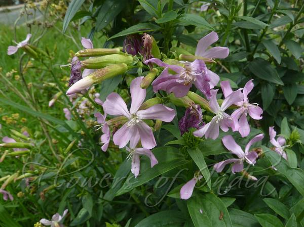 Common Soapwort