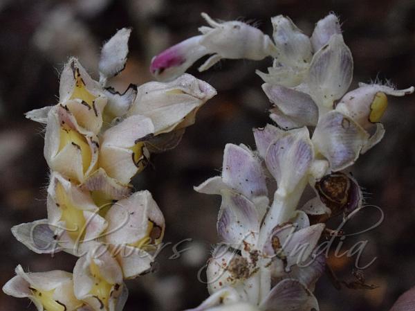 Common Toothwort