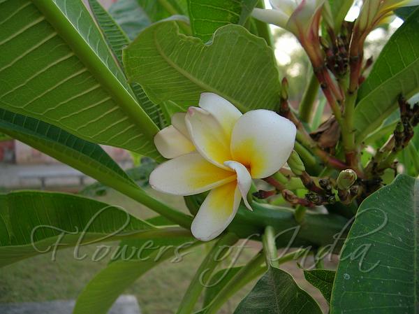 Common White Frangipani