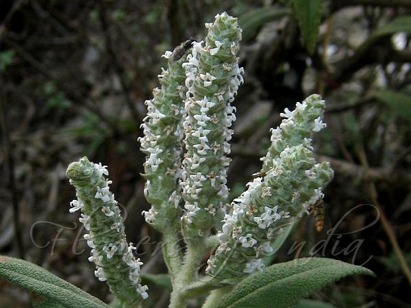 Cone-Bearing Sage