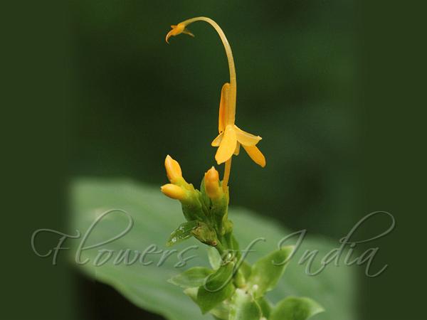 Cone-Bearing Swan Flower