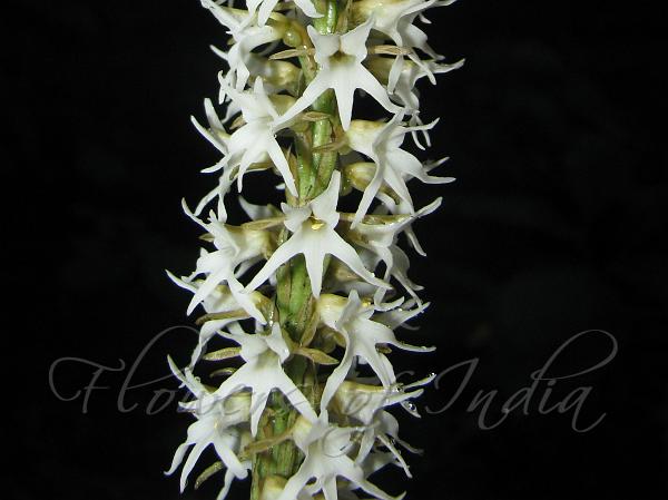 Constricted Peristylus