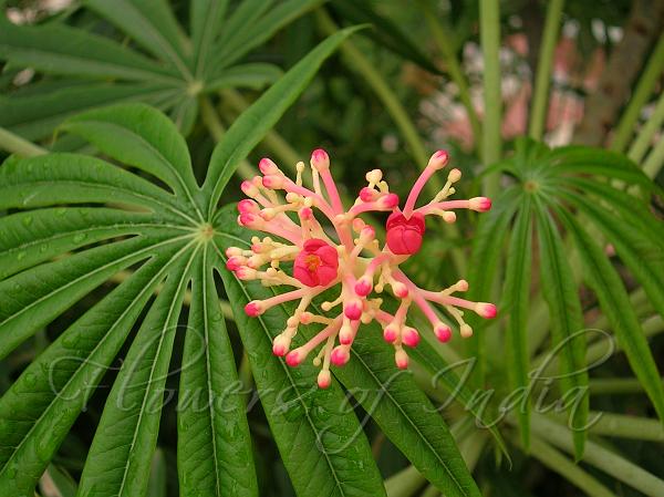 Coral Bush