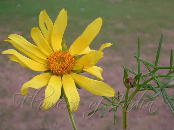 Coreopsis Moonbeam