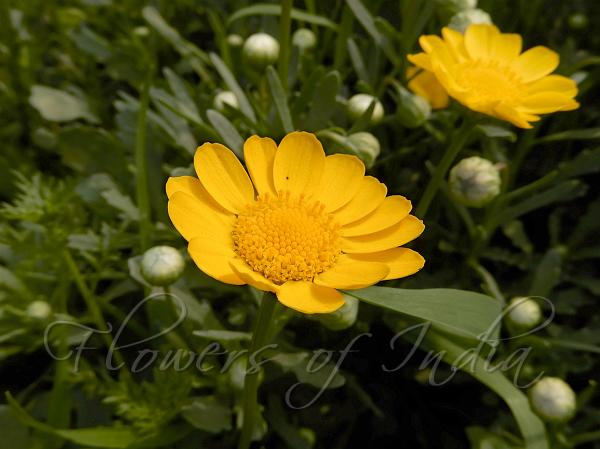 Corn Marigold