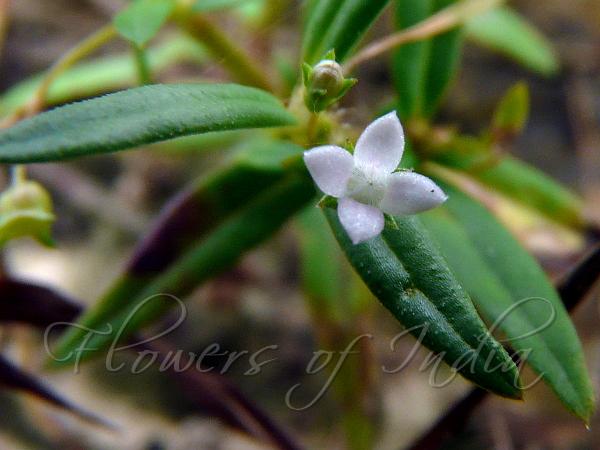 Corymb Diamond Flower