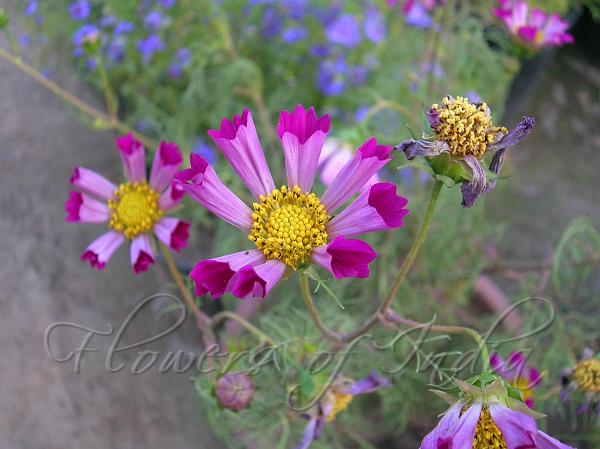 Cosmos Pied Piper Red