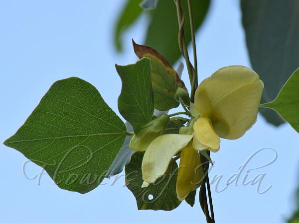 Courtallam Snoutbean