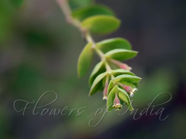 Covered-Flower Spurge
