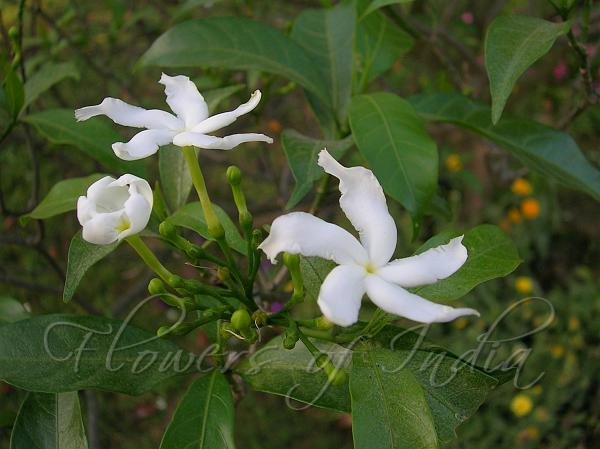 Crape Jasmine