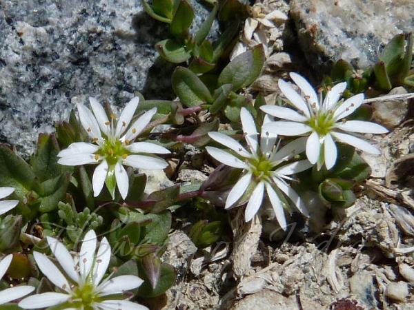 Creeping Chickweed