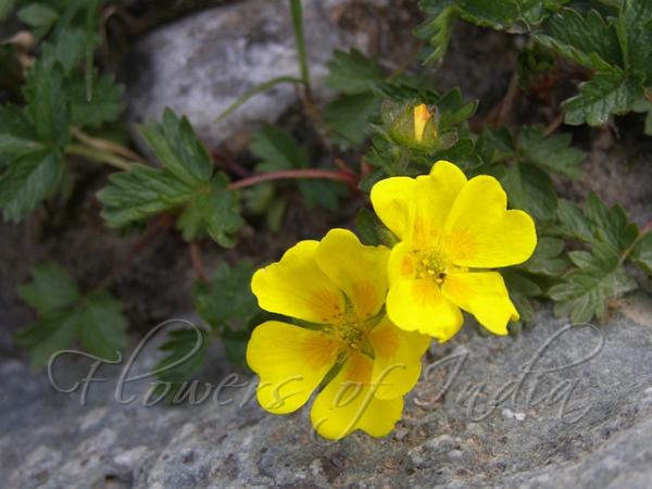 Creeping Cinquefoil