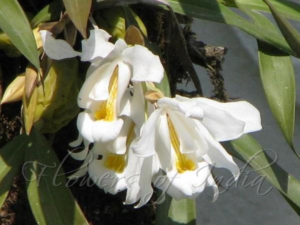 Crested Coelogyne