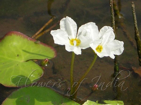 Crested Floatingheart