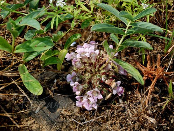 Crested Lepidagathis