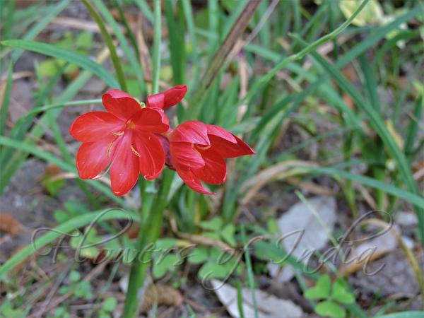 Crimson River Lily