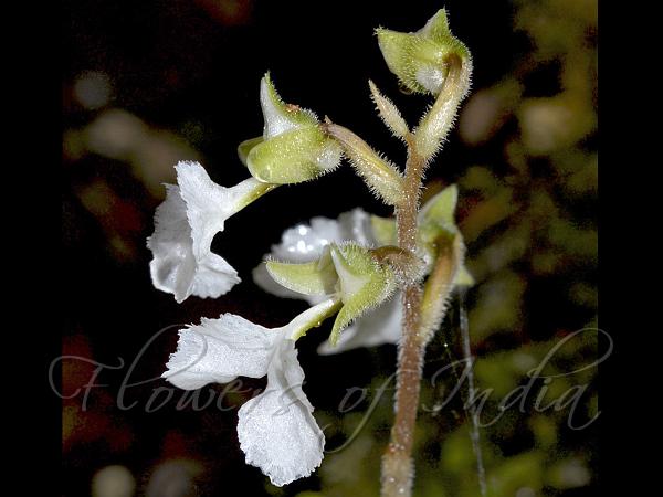 Crisped Toothed-Lip Orchid