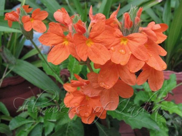Crossandra