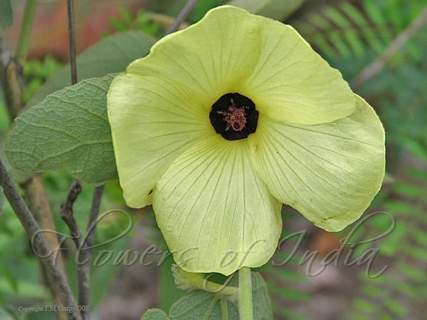 Croton Leaf Mysore Mallow