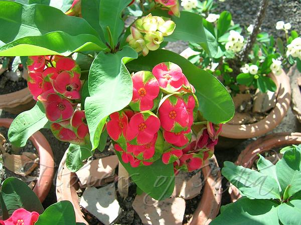 Crown of Thorns red-green