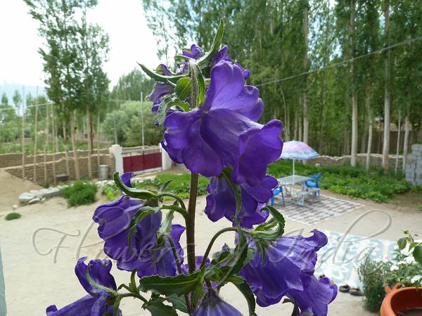 Cup and Saucer Bellflower