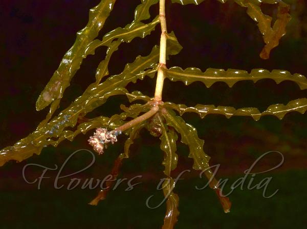 Curled Pondweed