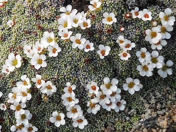 Cushion Saxifrage