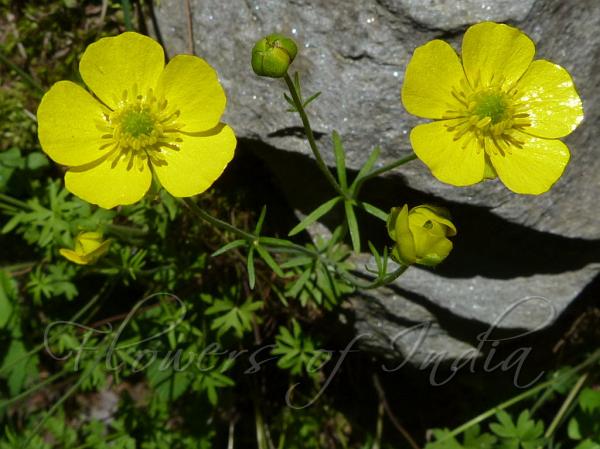 Cutleaf Buttercup