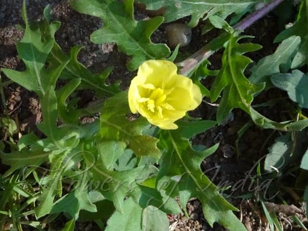 Cutleaf Evening Primrose