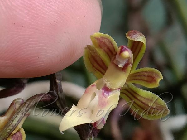 Cylindrical-Leaf Vanda