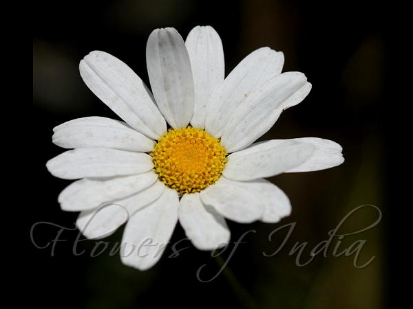 Dalmatian Chrysanthemum