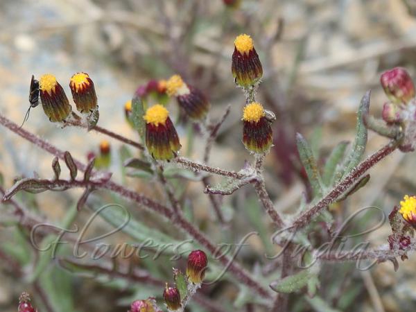 Dark Rayless Ragwort
