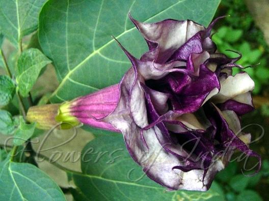 Datura Blackcurrant Swirl