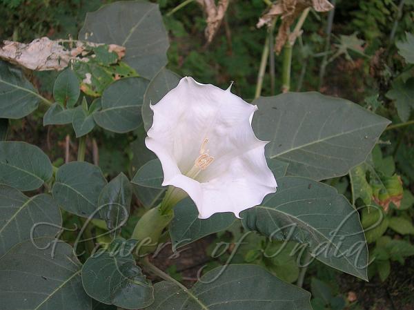 Datura