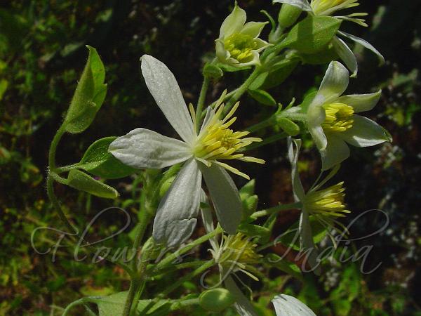 Deccan Clematis