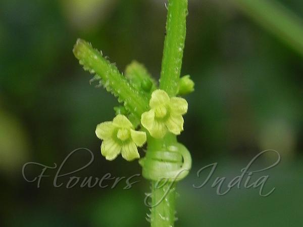 Deccan Little Cucumber