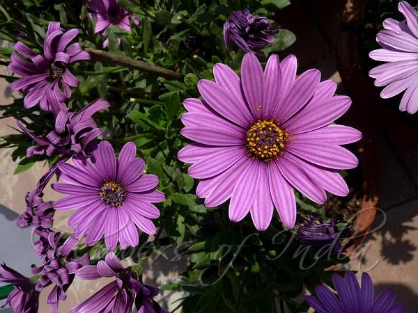 Deep Purple African Daisy