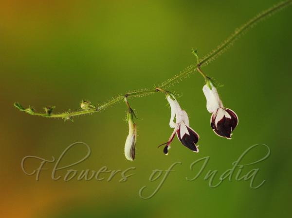 Deep-Purple Chiretta