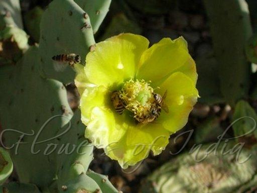 Delicate Prickly Pear