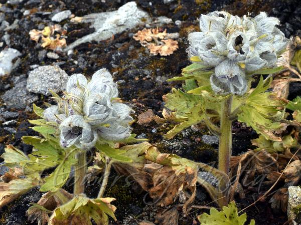 Dense-Flowered Delphinium
