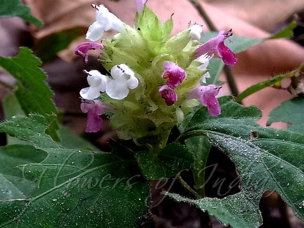 Dense-Flowered Germander