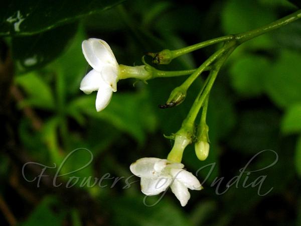 Dense-Flowered Snake Root